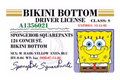 SpongeBob Drivers License